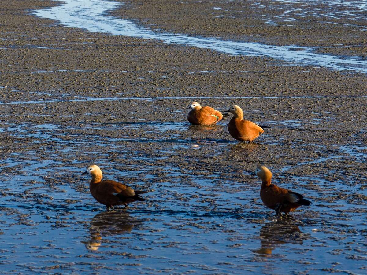Konya’da doğa ziyafeti 14